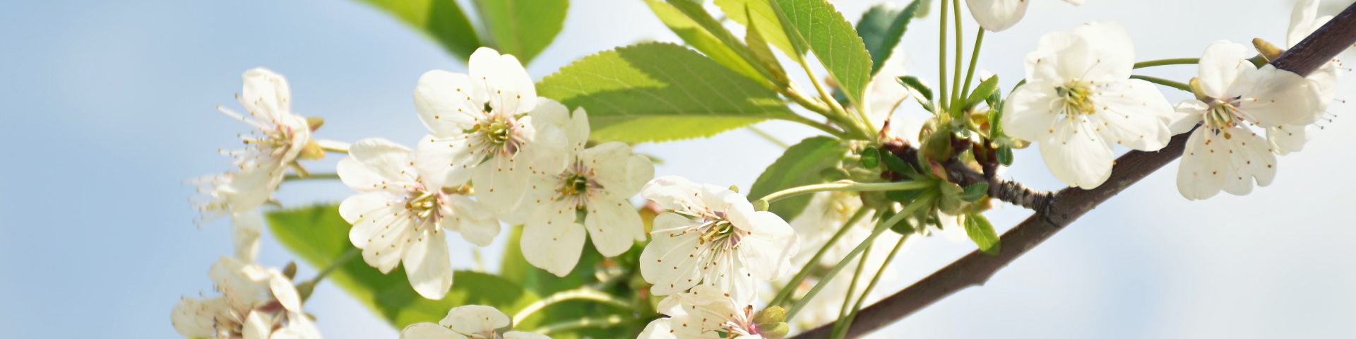BIOENERGIE et GEOBIOLOGIE > Antenne de Lecher : Harmoniser et lever des blocages énergétiques (Huile essentielle, minéraux, oligo-élément, phytothérapie et homéopathie) - Niveau 1