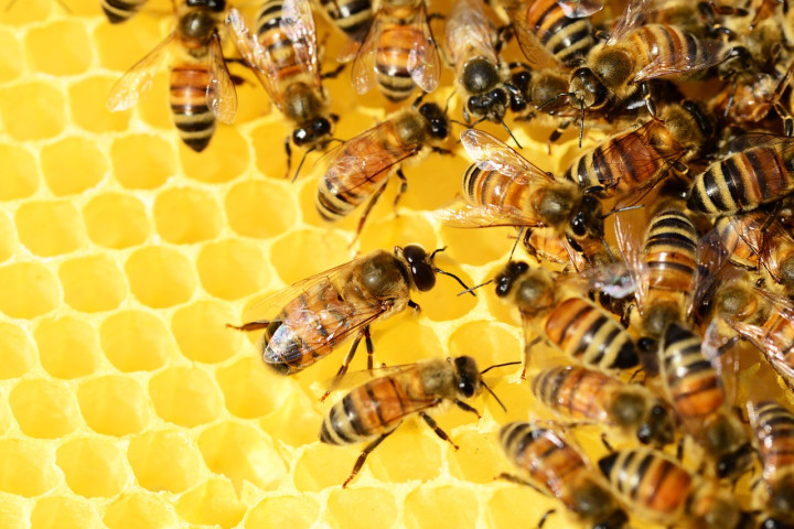 Apiculture et apithérapie